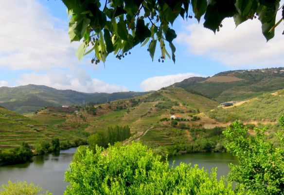 Verdant hills and countryside typical on a Douro river cruise