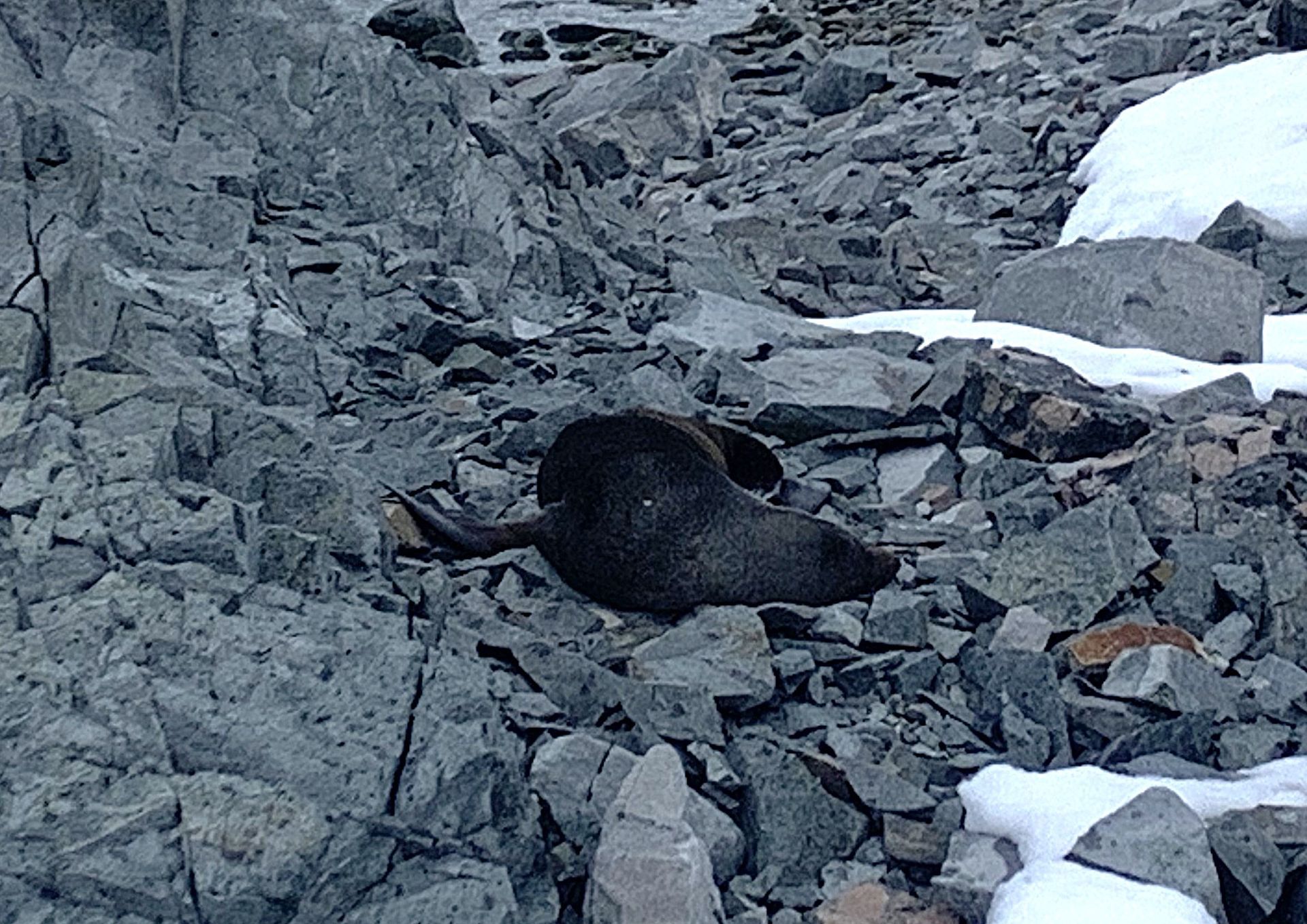 A seal is laying on a pile of rocks in the snow.