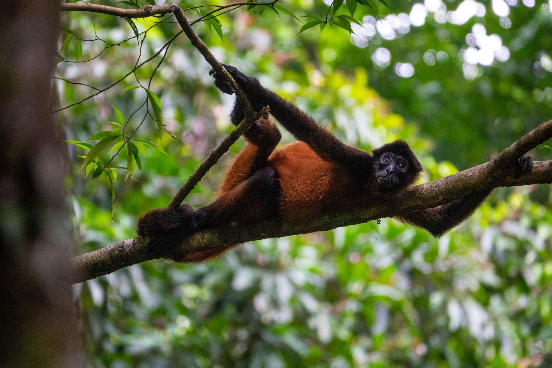 A red howler  monkey is hanging upside down on a tree branch.