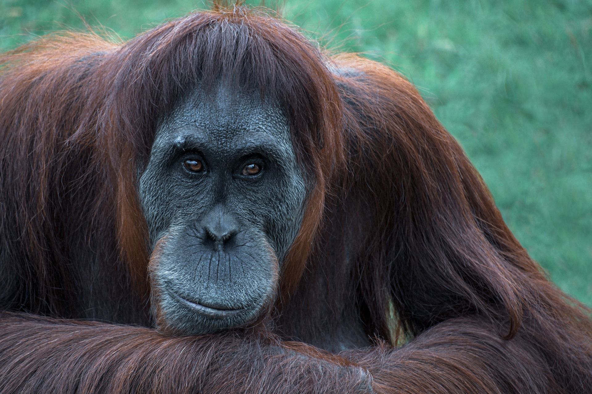 A close up of an orangutan looking at the camera.