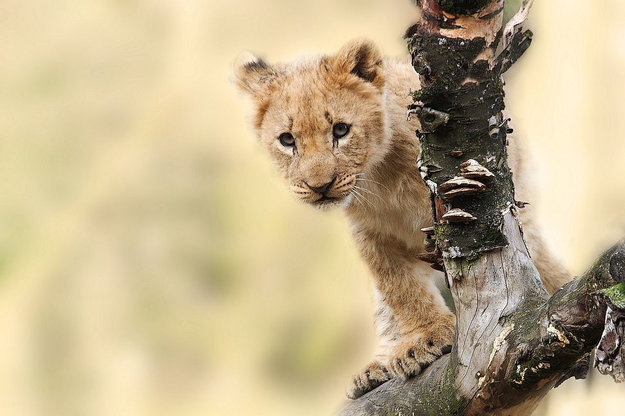 A lion cub is sitting on a tree branch looking at the camera.