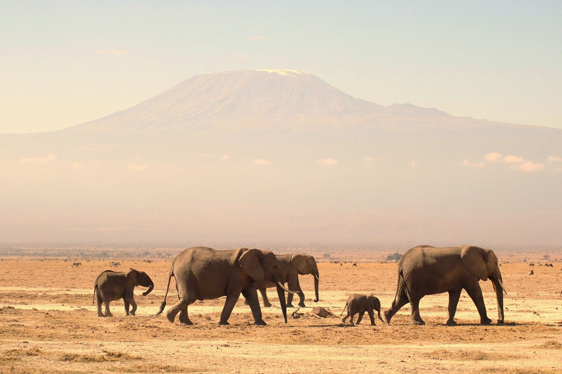 A herd of elephants walking in the desert with a mountain in the background.