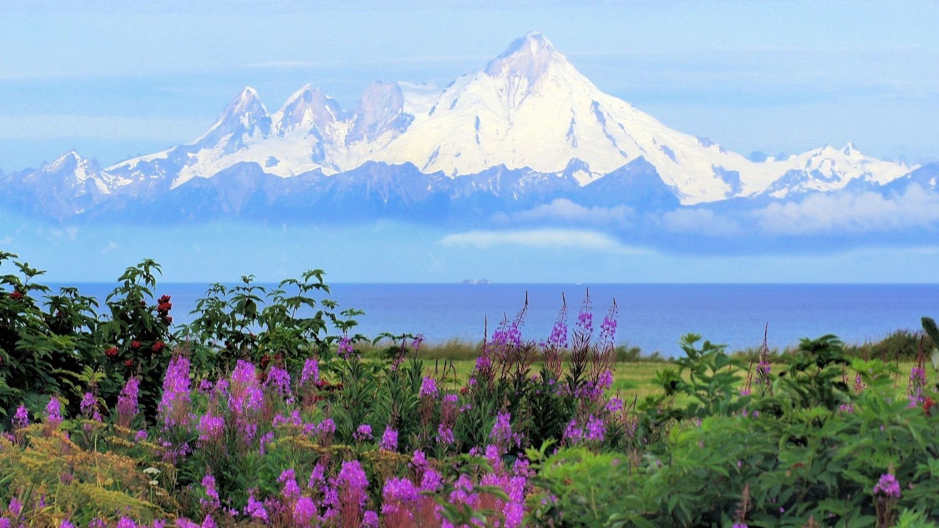 there are purple flowers in the foreground and a mountain in the background in Alaska