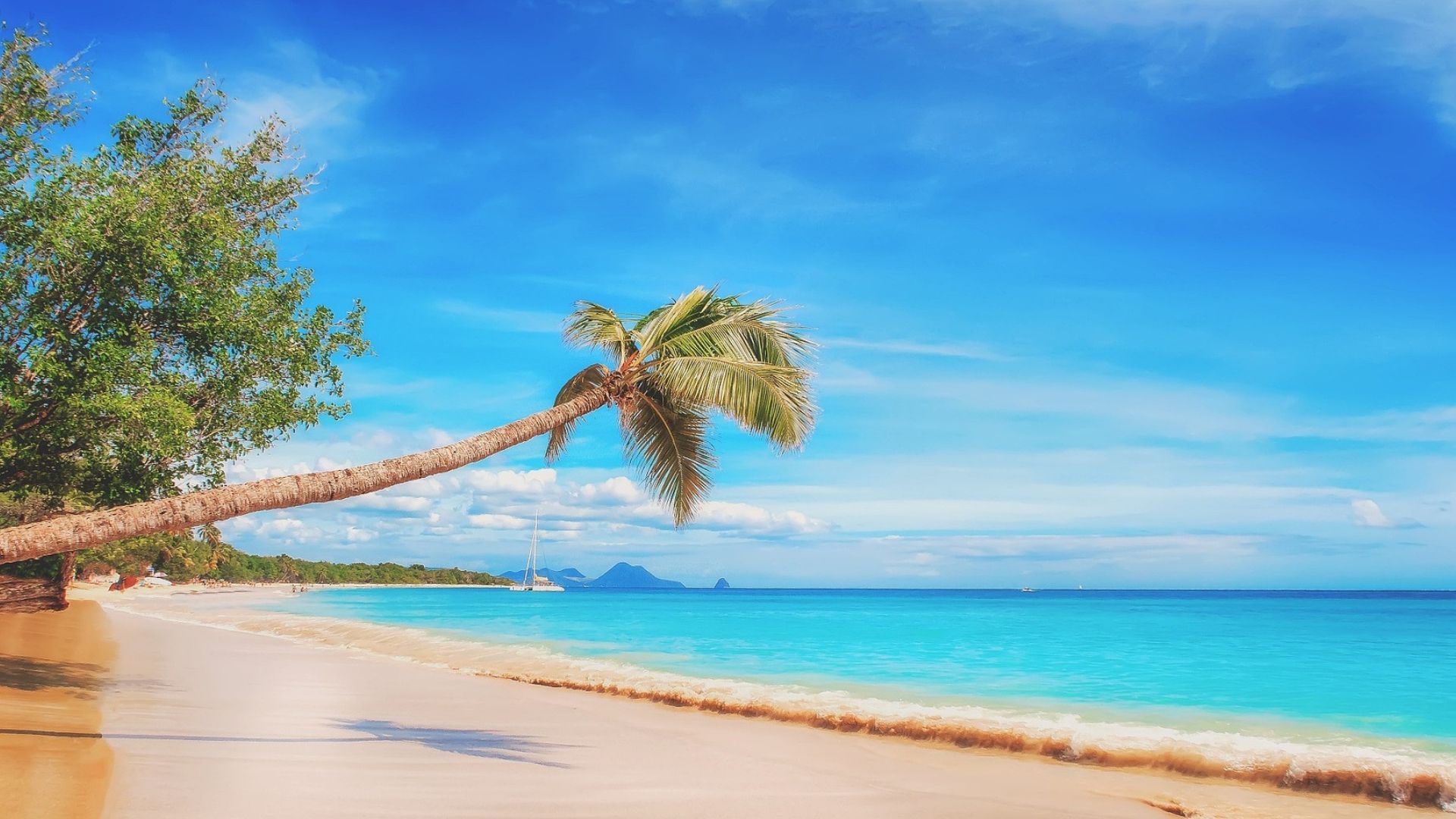 a palm tree is hanging over a sandy beach next to the ocean 