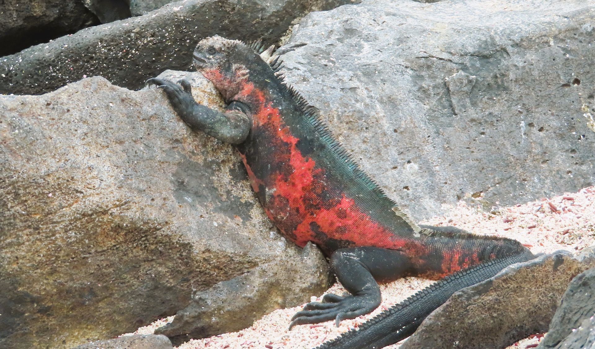 a black and red marine Iguana lizard is laying on a rock