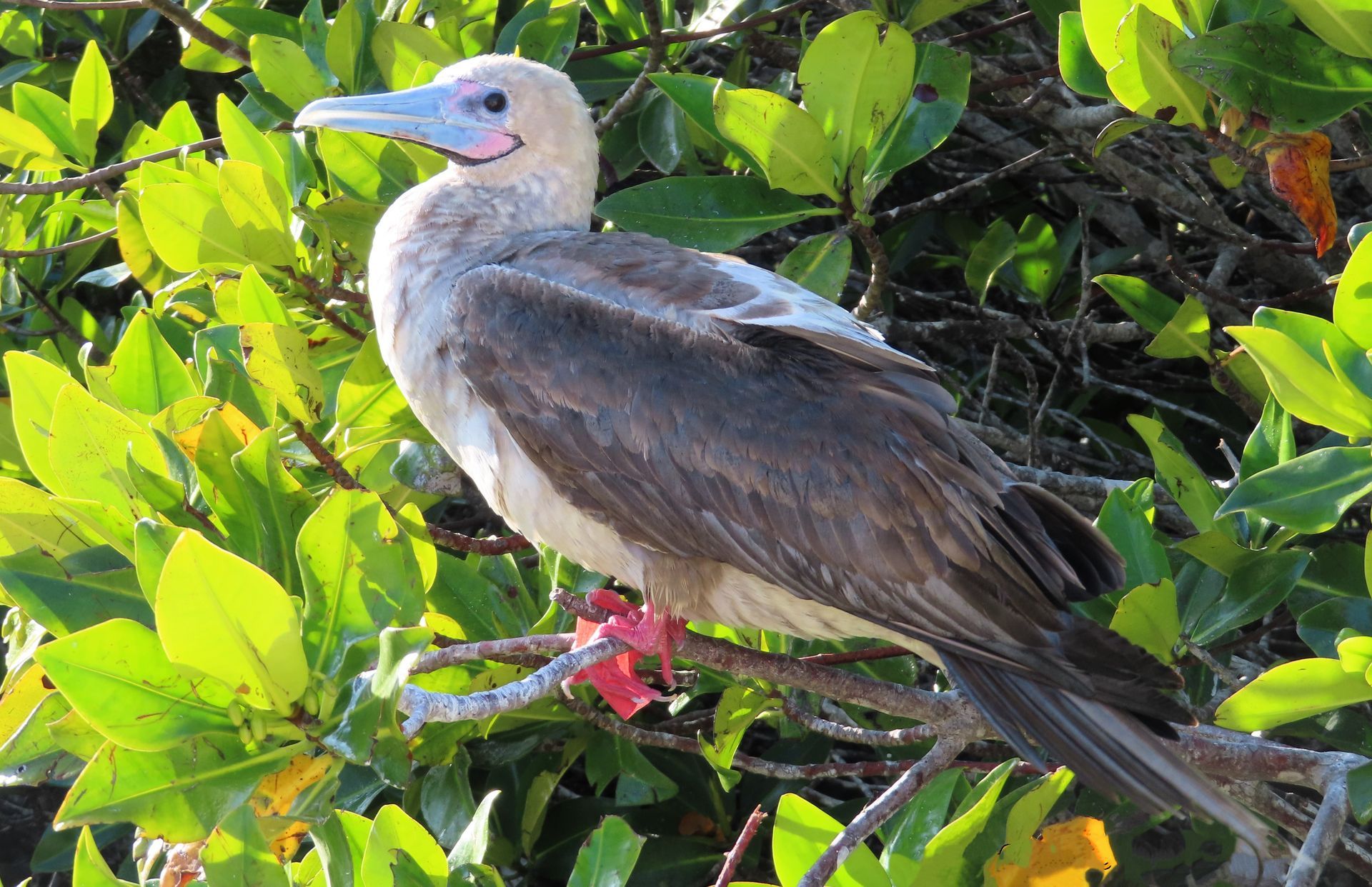 Red Footed Boobie in the Galapagos