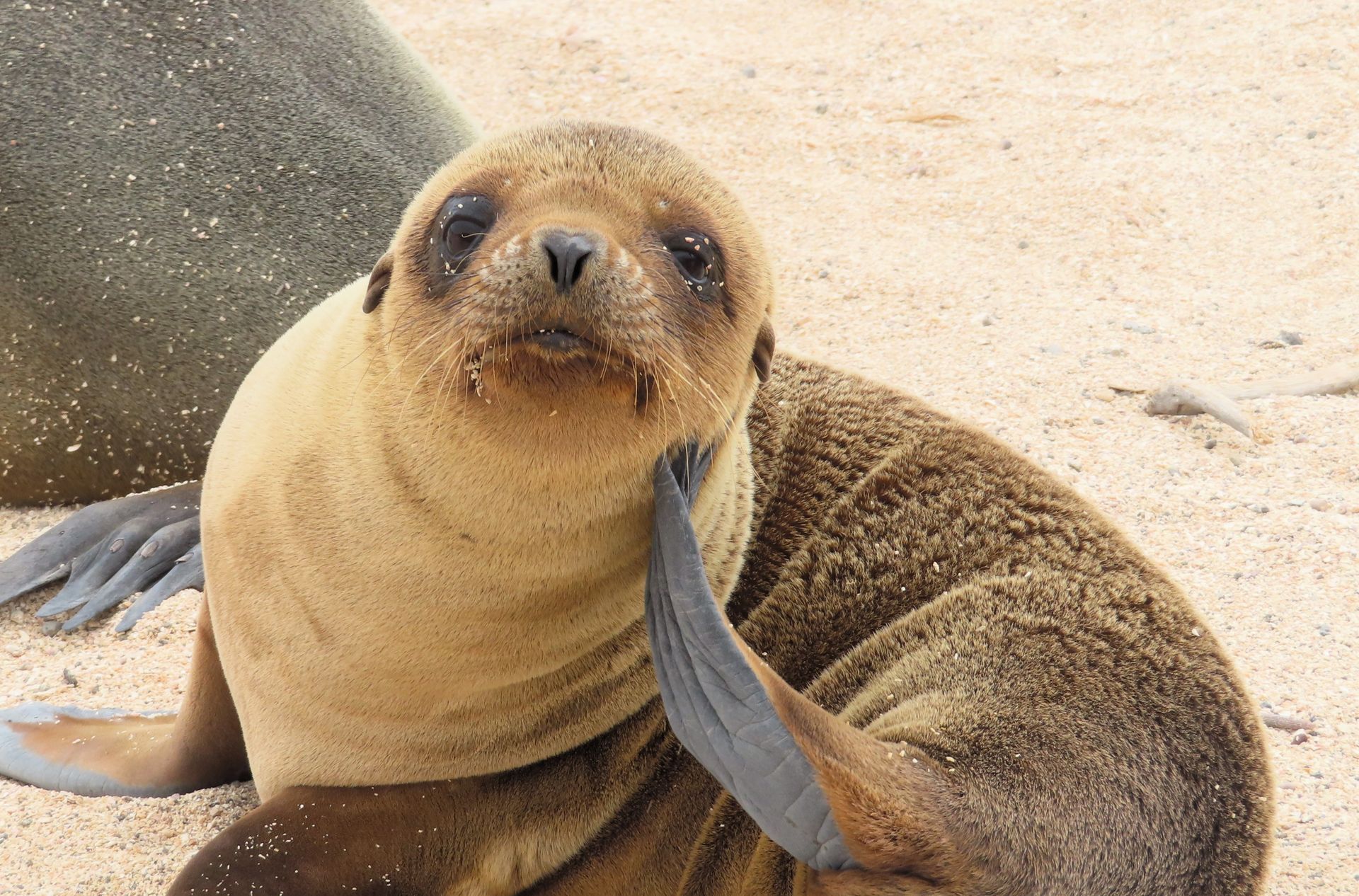 a seal is sitting on a sandy beach looking at the camera .