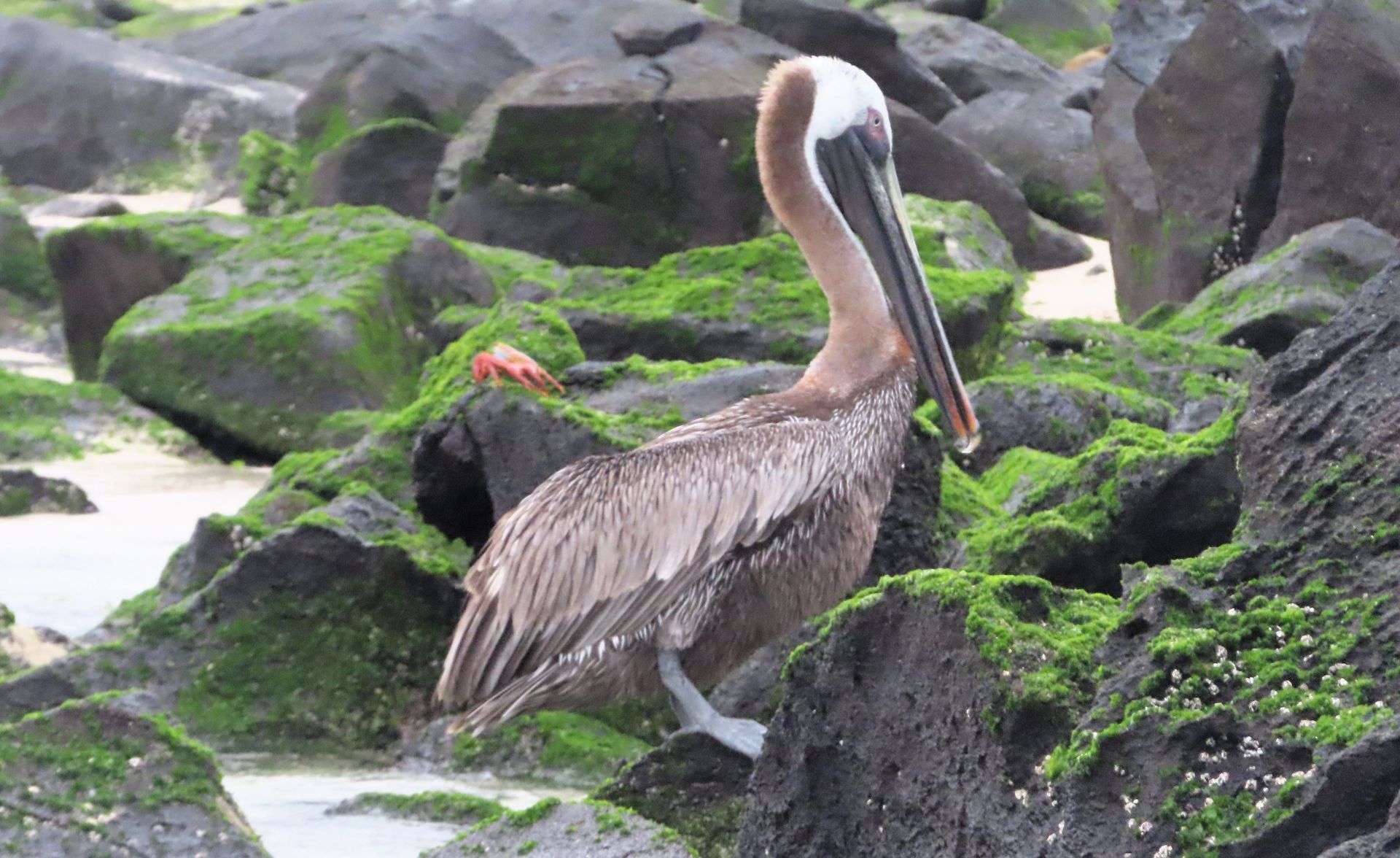 A pelican is standing on a rocky beach near the water