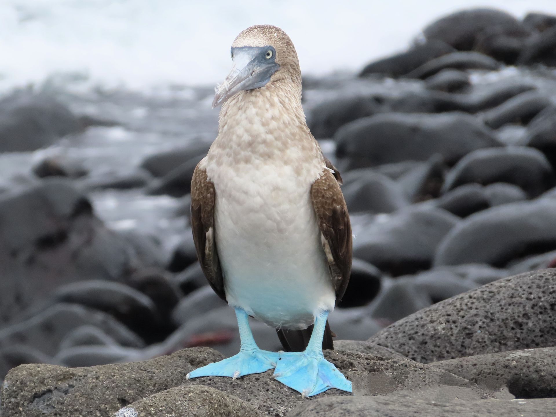 a blue footed booby bird with blue feet is standing on a rocky beach in the Galapagos