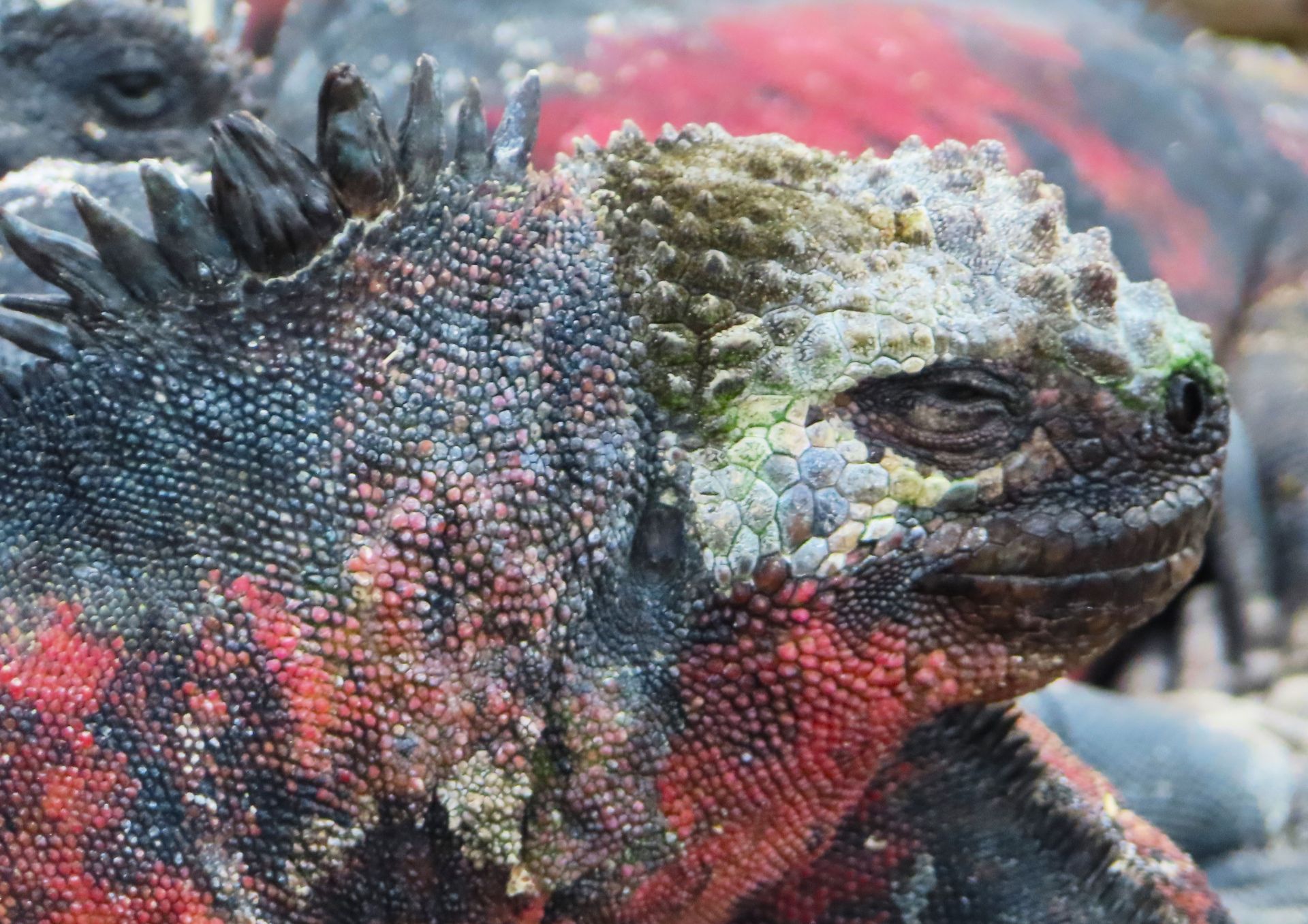 a close up of a marine Iguanas lizard 's face and neck