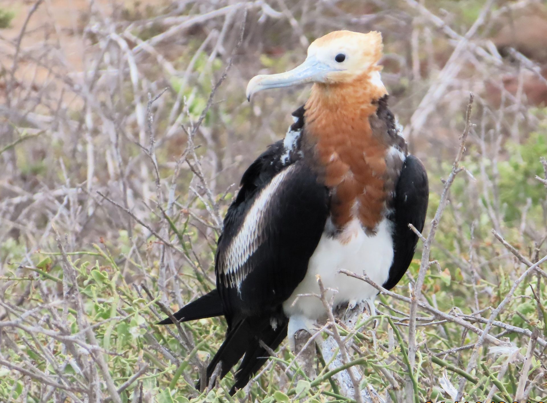 A black and white bird with a long beak is standing in the grass.