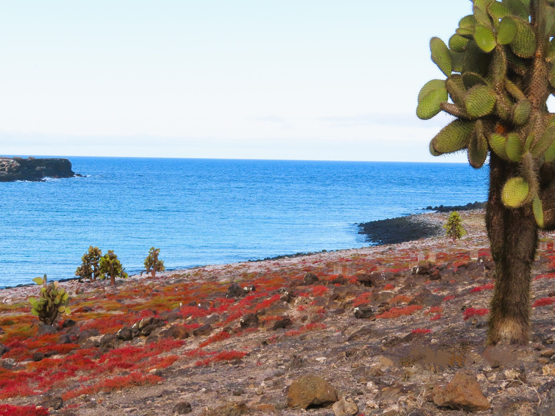 a cactus stands on a rocky beach near the ocean with red Vesuvius plant on the Galapagos Islands