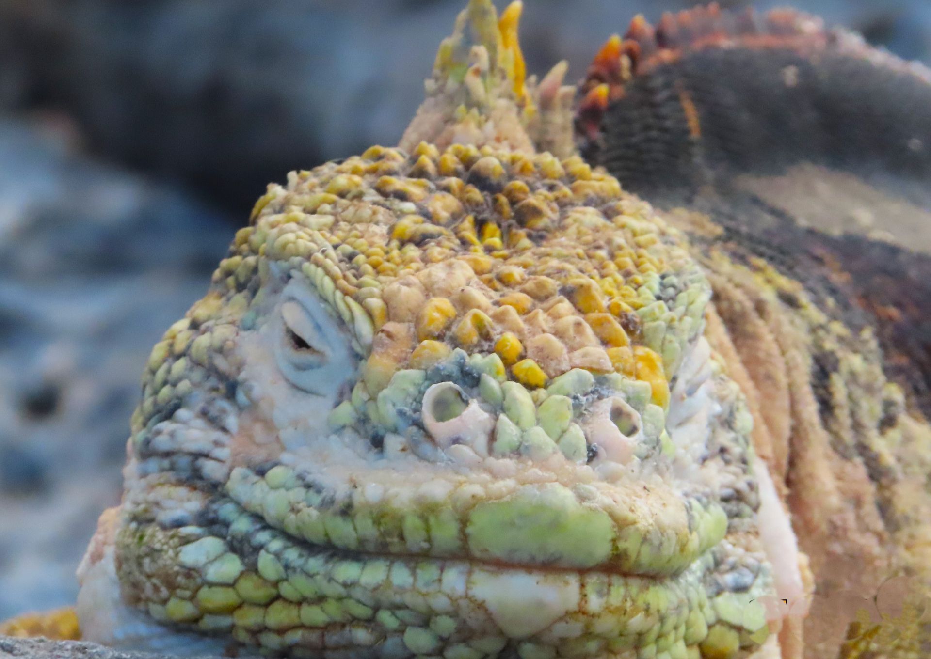 A close up of a Galapagos lizard 's face on a rock