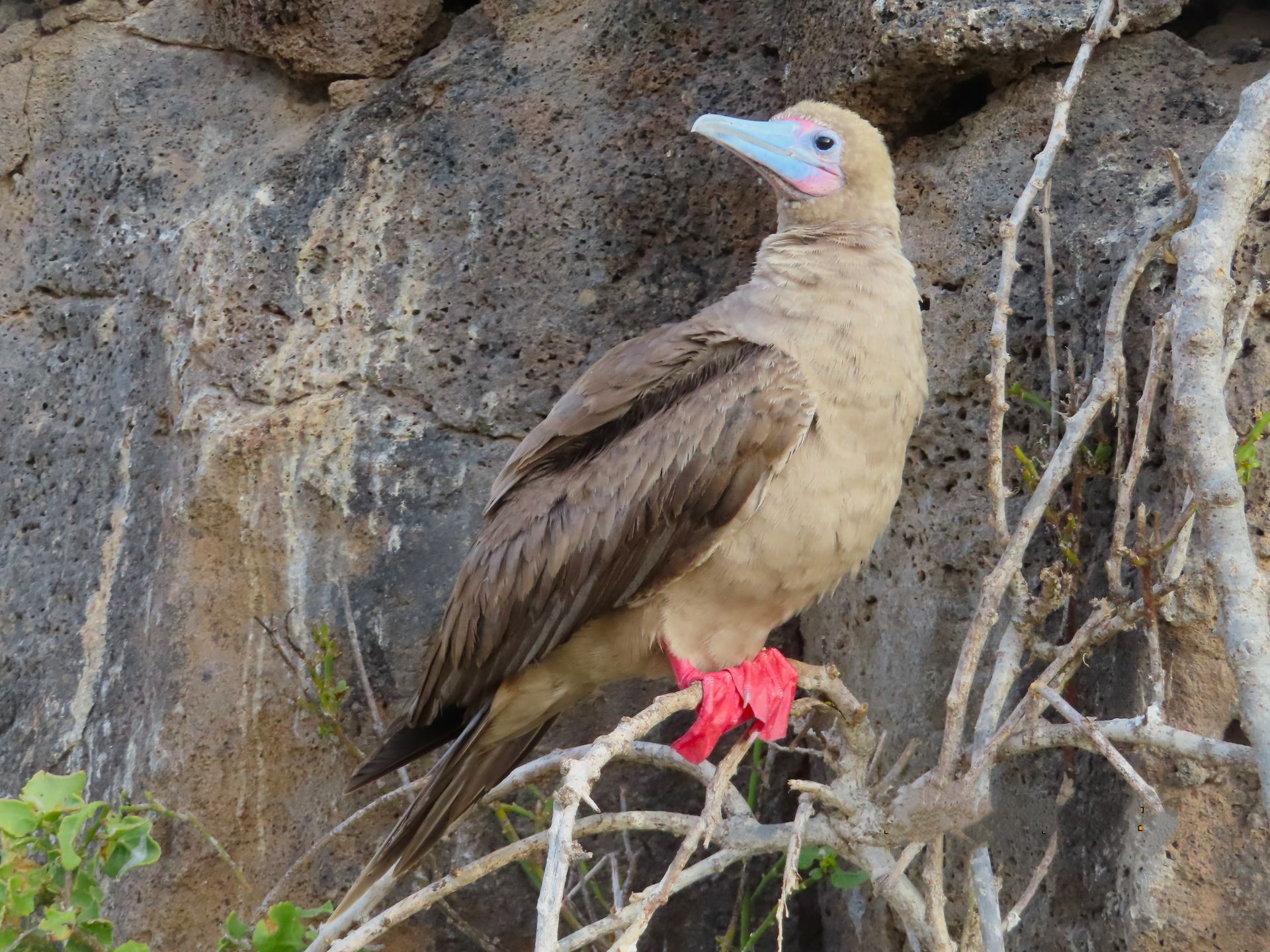 Red Footed Boobies on the Galapagos Islands