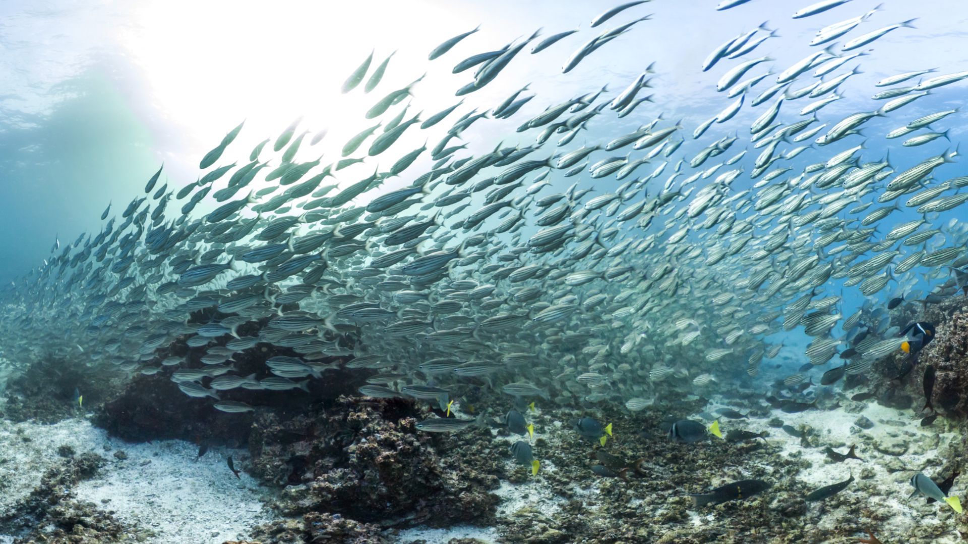 a large school of fish are swimming in the ocean near a coral reef in the Galapagos