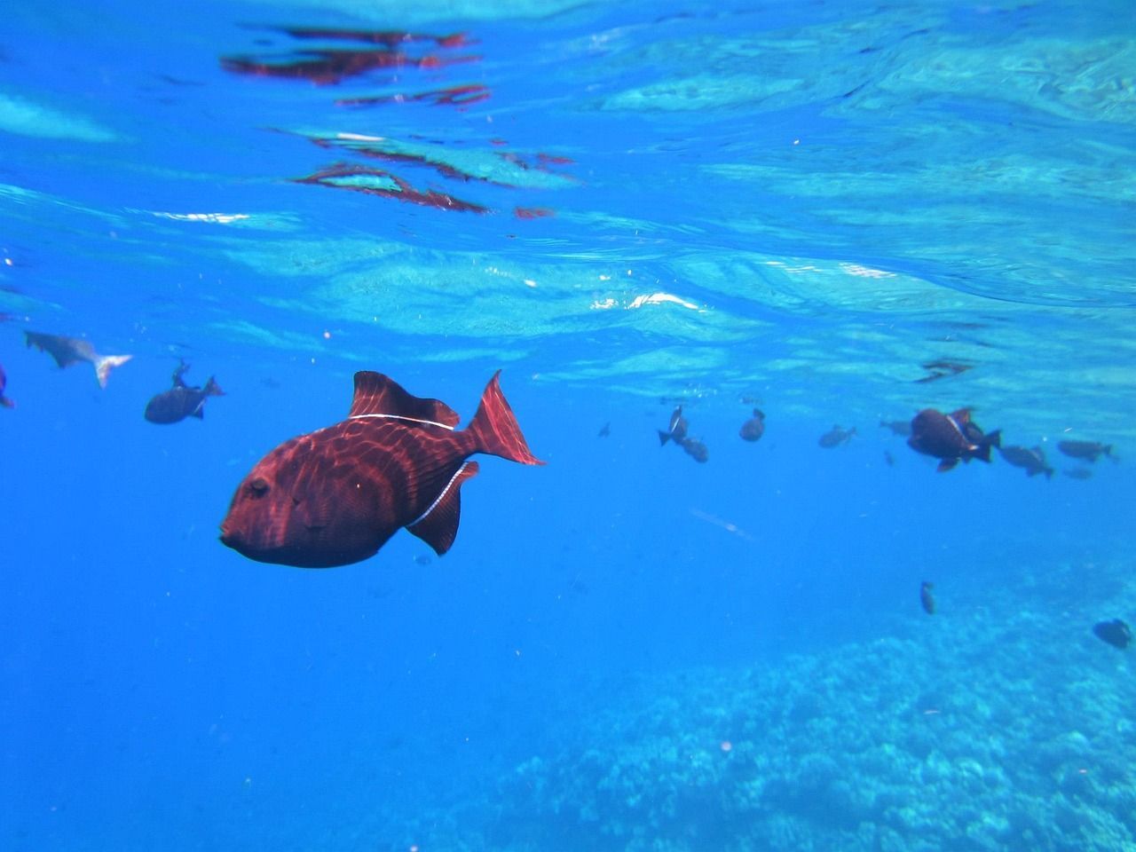 Snorkelling adventures! Underwater view of a dark brown fish with a red tail, swimming in blue water with other fish visible.