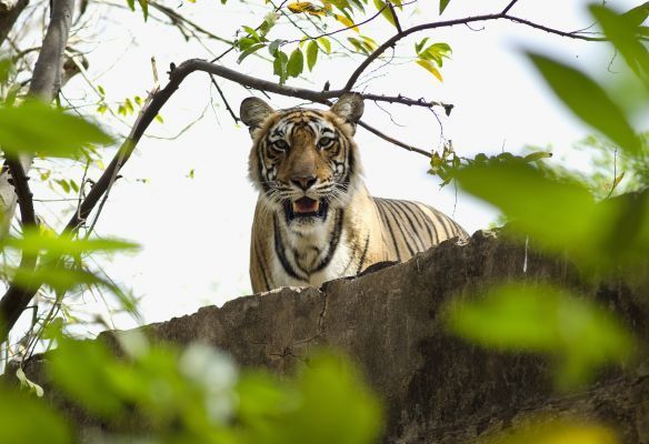 A tiger is laying on top of a rock in the woods in Ranthambore