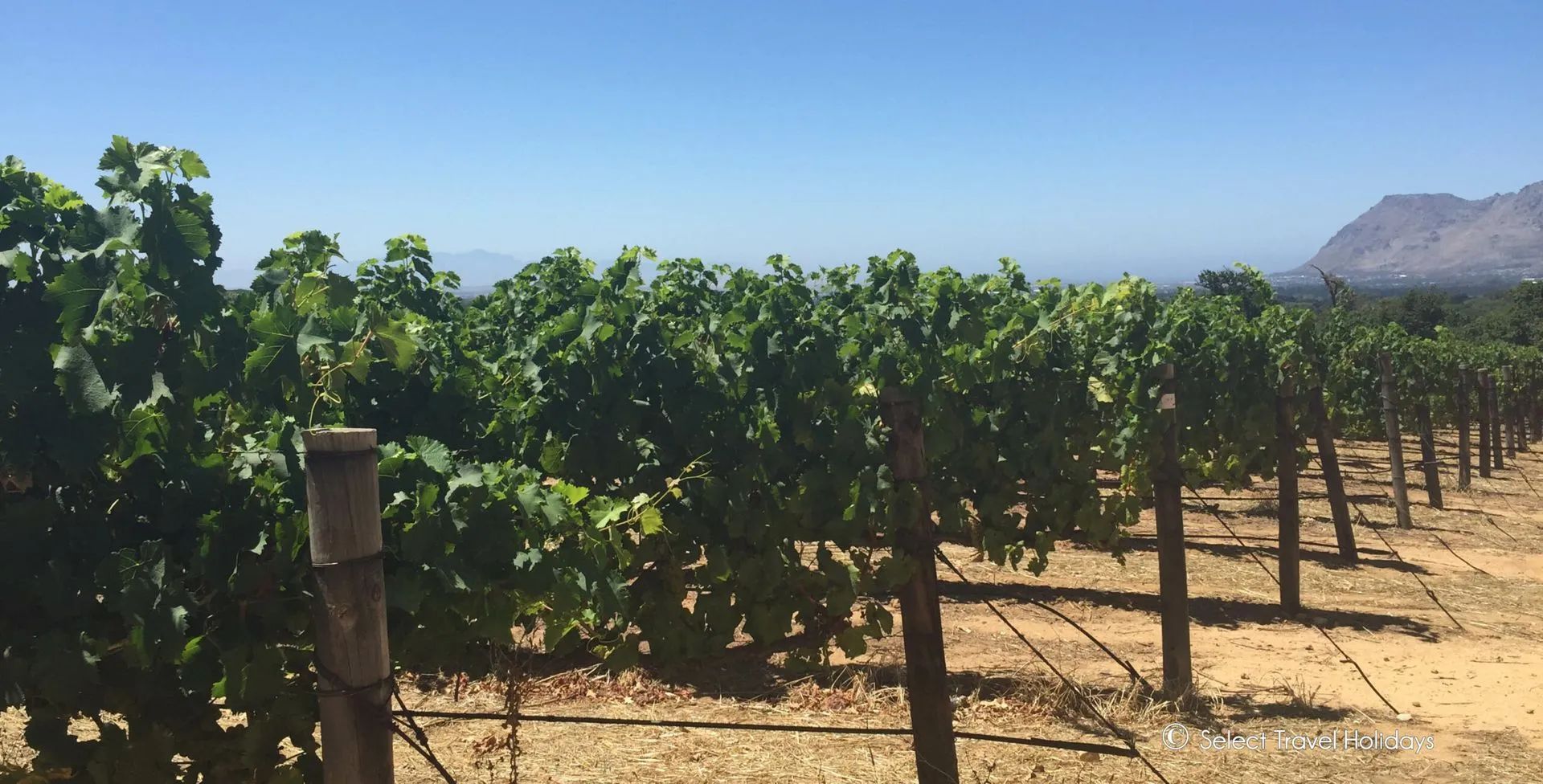 Vineyard rows under a clear blue sky, with green grapevines and brown posts. A mountain is visible in the distance.