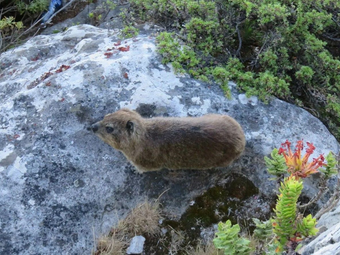 A dassie rests on a light-colored rock, surrounded by green plants and a red-tipped flower.
