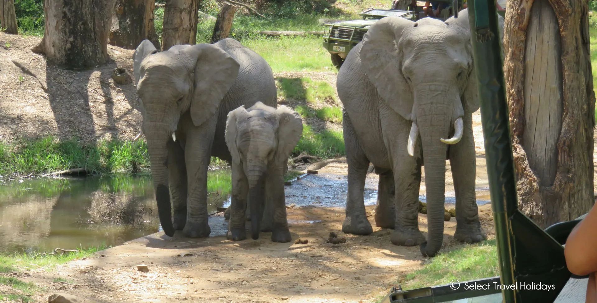 Three elephants, including a calf, stand near a small body of water. They are in a natural setting, possibly a safari.