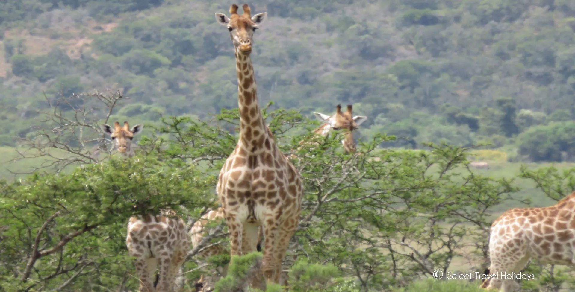 A group of giraffes in a grassy, tree-filled savanna. One giraffe stands tall, while others eat from the trees.