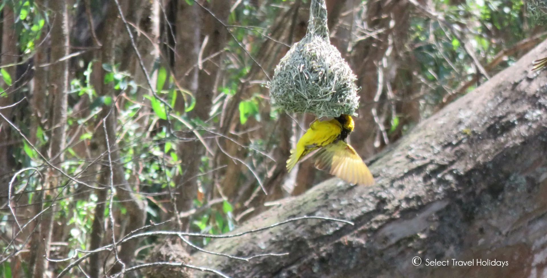 Yellow weaver bird at entrance of woven nest hanging from a tree branch.