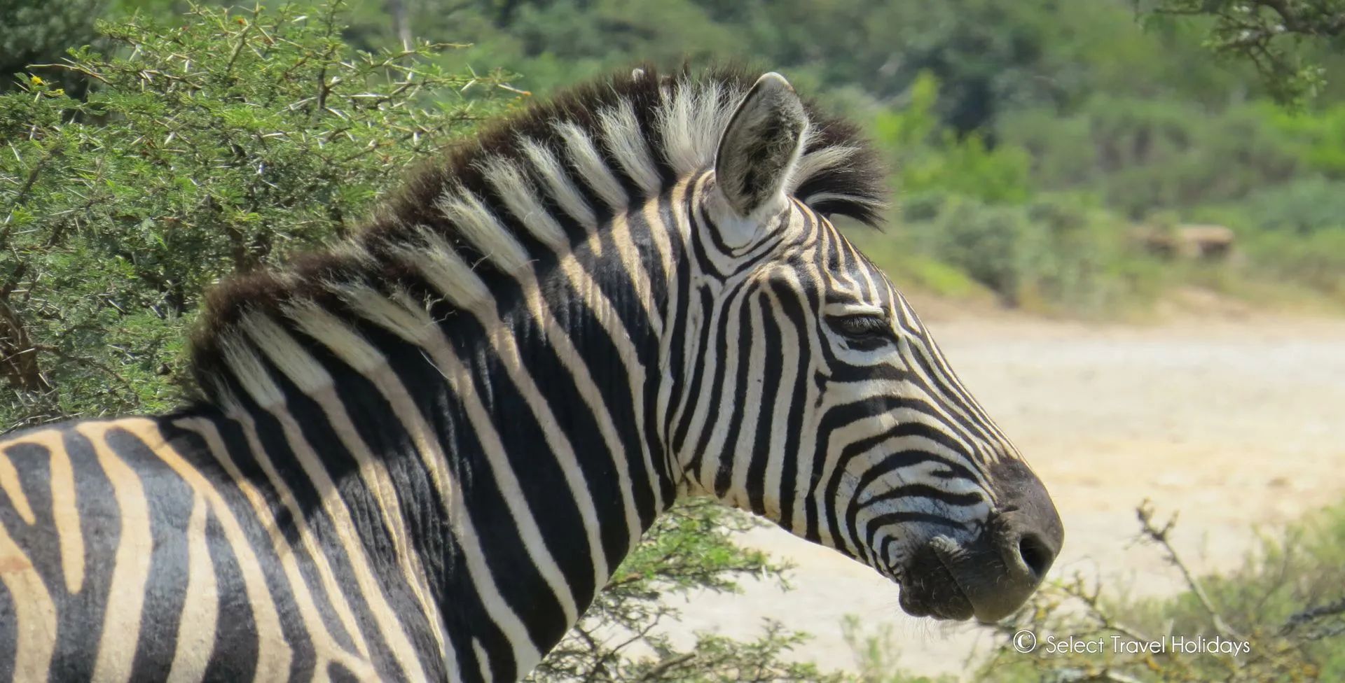 Zebra with black and white stripes, looking to the right, in a natural outdoor setting.