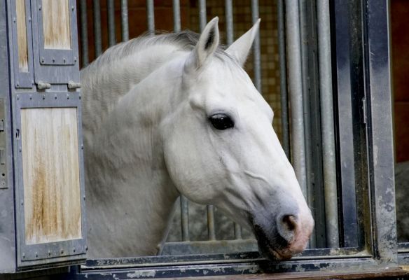 Spanish Riding School excursion on APT Luxury River Cruise