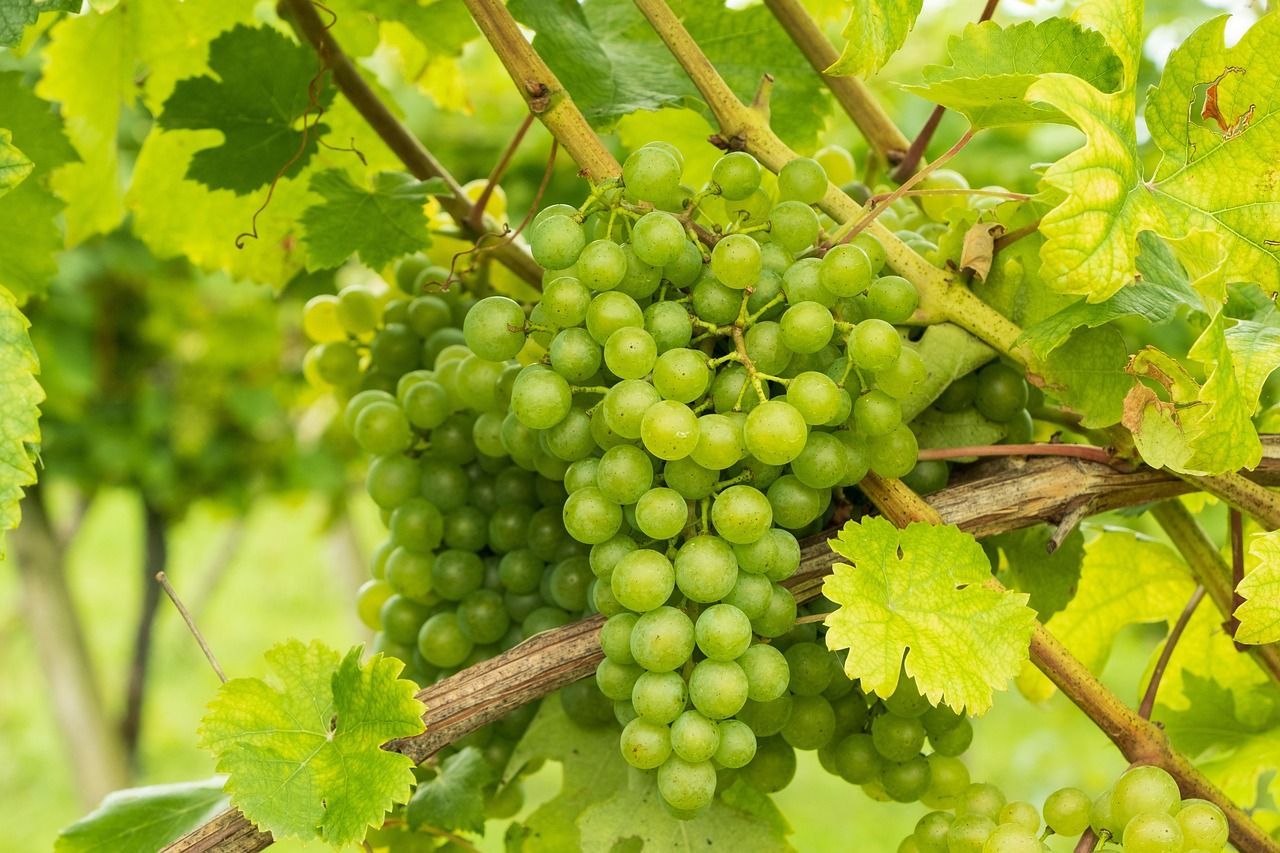 A bunch of green grapes hanging from a vine.