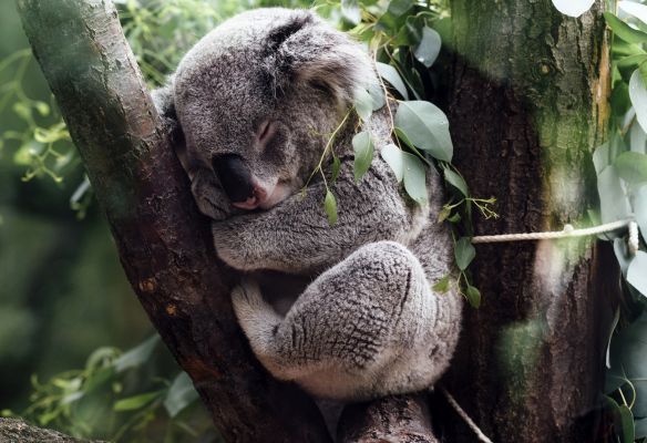 a koala bear is sleeping in a tree Top Five Destinations for Wildlife