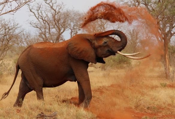 an elephant is playing with red dirt in the wild in Africa