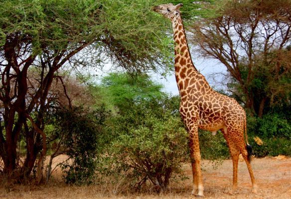 a giraffe is eating leaves from a tree in the wild in Africa