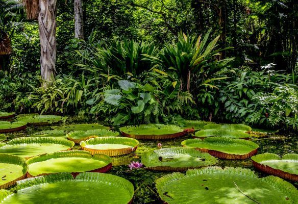 a pond filled with giant lily pads in the middle of the lush green Amazon rain forest .