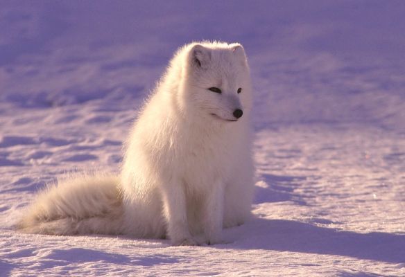 a white fox is sitting in the snow and looking at the camera in Greenland