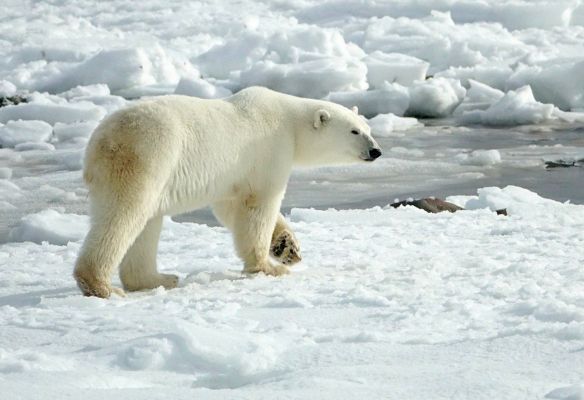 a polar bear is walking through a snowy field in the Arctic and Greenland