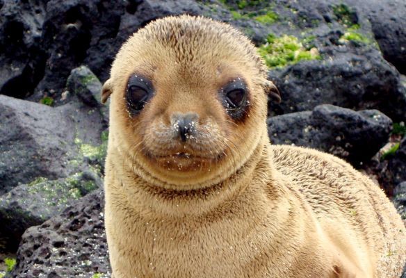a baby seal is sitting on a rocky beach looking at the camera in the Galapagos