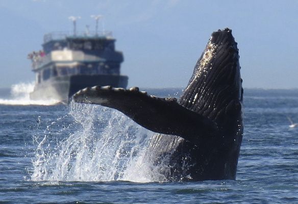 a humpback whale is breaching out of the water with a boat in the background in Alaska