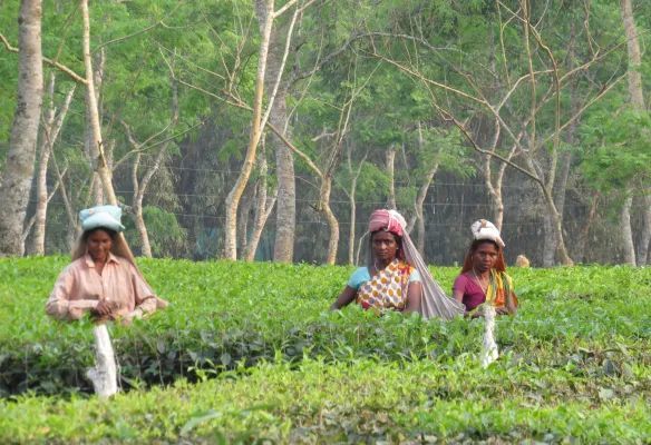 Three women are picking tea leaves in a tea plantation.