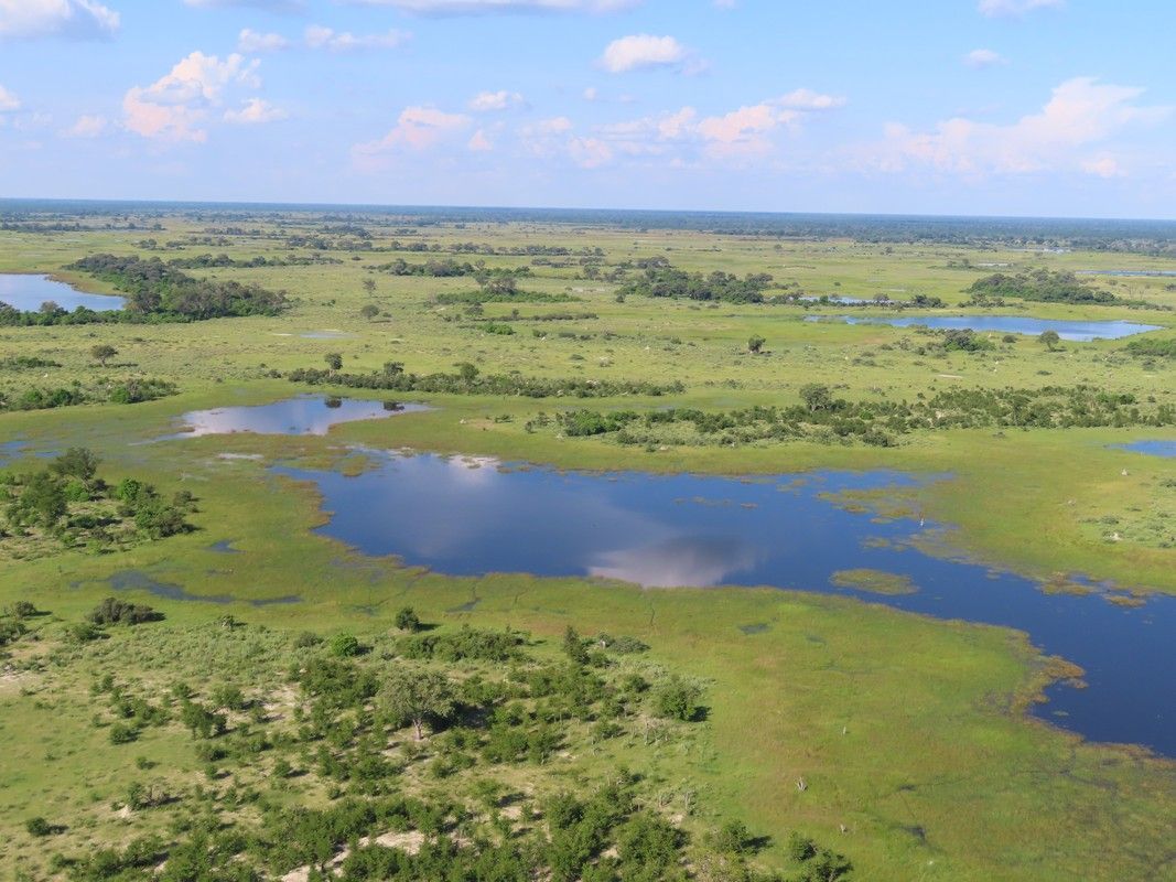 An aerial view of a swamp filled with water and grass.