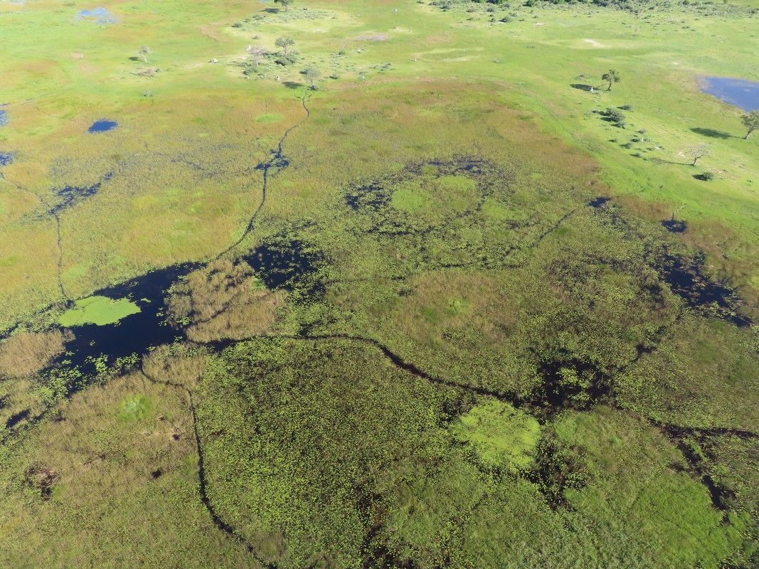 An aerial view of a swamp filled with lots of plants and water.