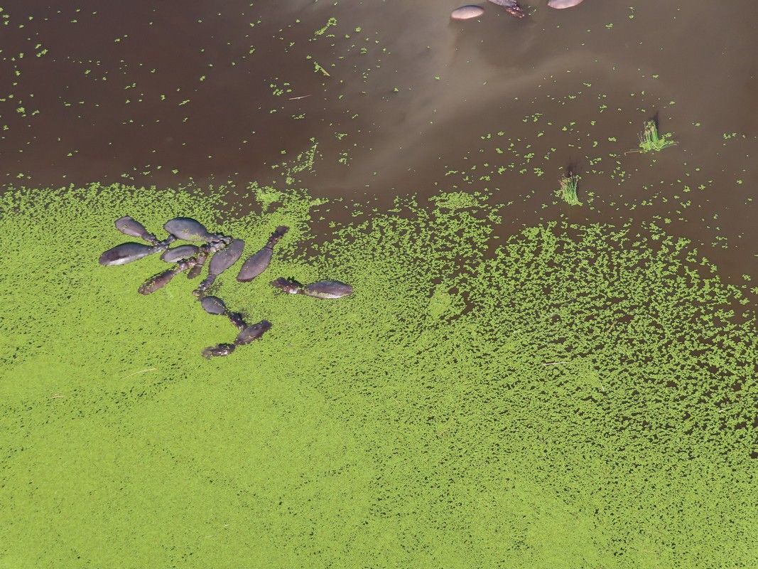 A group of fish are swimming in a pond surrounded by green algae.