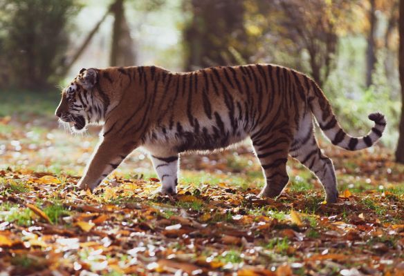 A tiger is walking through a field of leaves.