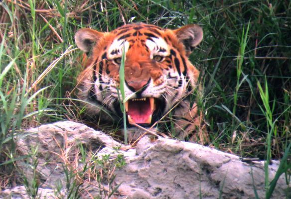 A tiger is laying in the grass with its mouth open in Kaziranga Natinal Parl on the banks of the Brahmaputra River