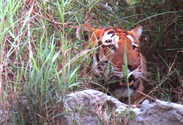 A tiger is hiding in the grass and looking at the camera in Kaziranga Park