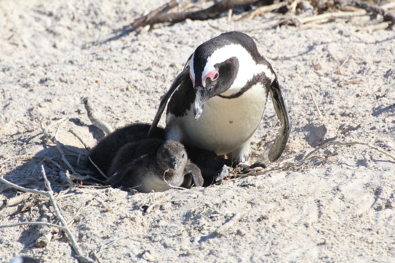Cape Penguin, South Africa An adult penguin stands over a small, dark chick in a sandy nest. Both are on a beach.