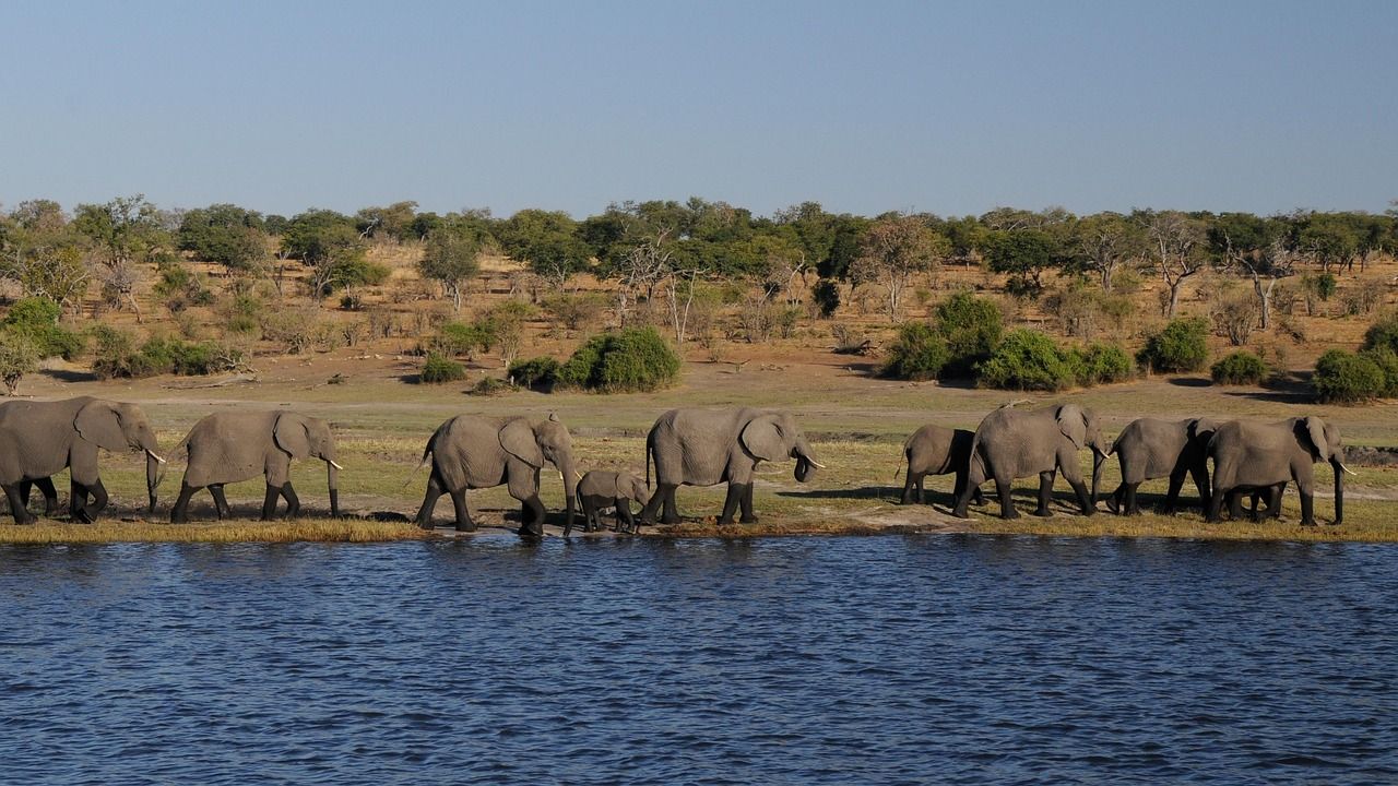 Elephants at Chobe National Park Elephants, including a calf, walk along the edge of a river. Blue water and brown grassy bank under a clear sky.