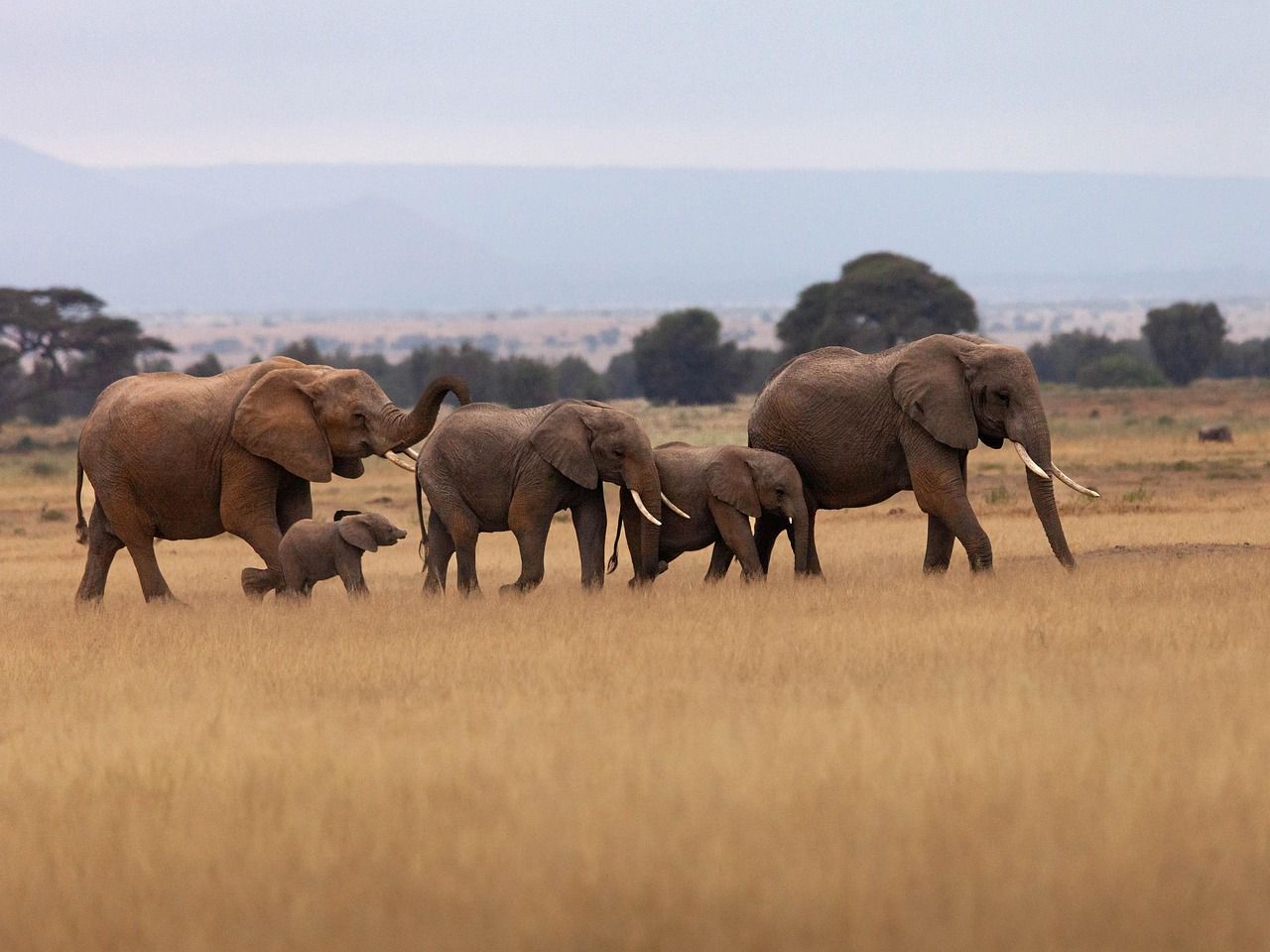 Elephants in Hwange National Park, Zimbabwe A family of elephants walks across a savanna, including adults and a small calf.
