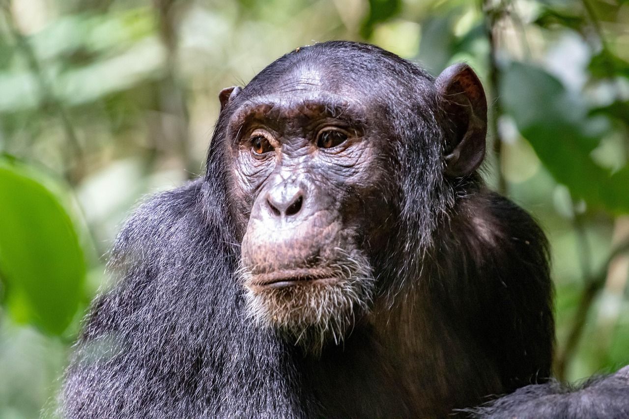 Chimp at Valley of the Apes, Queen Elizabeth National Park Chimpanzee with a thoughtful expression in a jungle setting, featuring dark fur and a graying beard.