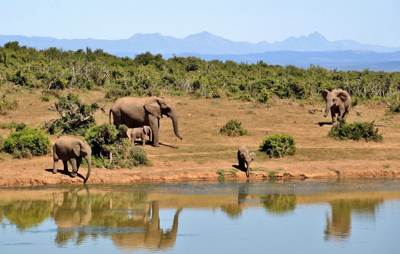 Elephants in the national parks of Africa Elephants at a watering hole, with a calf protected by its mother, shrubs, and mountains in the background.