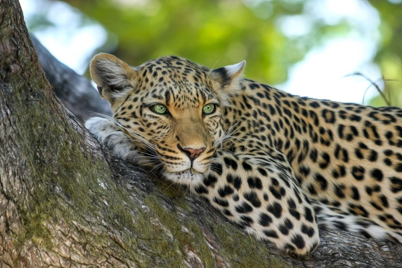 Leopard in Kafue National Park, Zambia Leopard resting on a tree branch, with green eyes and spotted fur.